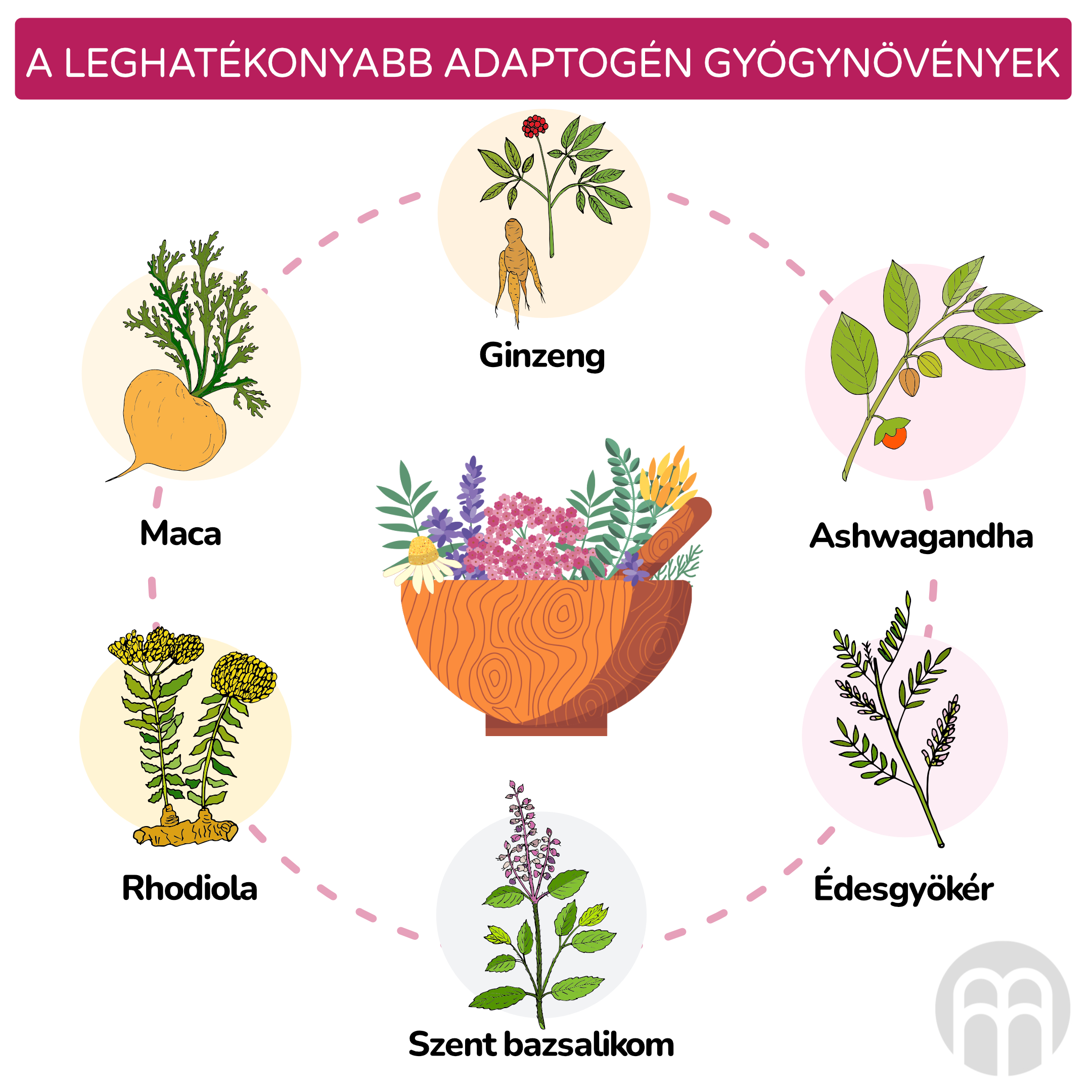 nejucinnejsi adaptogenni byliny_inforgafika_hu